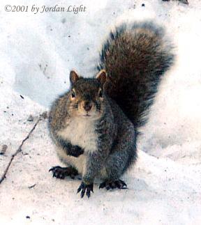 Squirel at Lincoln Park Zoo