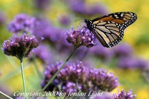 Monarch Butterfly in Lincoln Park