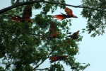 Scarlet Macaws