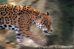 Leopard at Lincoln Park Zoo