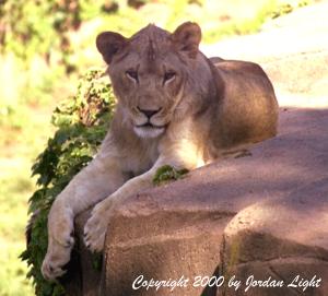 Lion at Lincoln Park Zoo