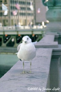 Seagull on Wacker