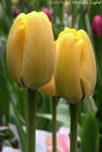 Tulips on Michigan Ave.