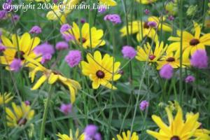 Flowers in Grant Park